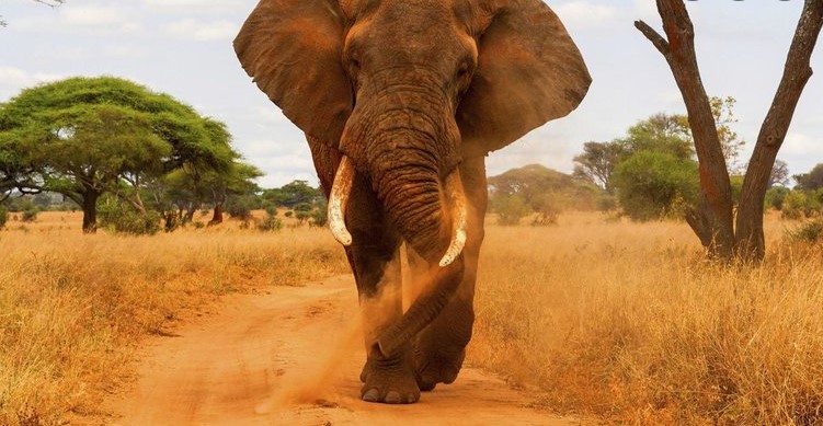 Sixième plus grand parc de Tanzanie, le Parc National de Tarangire n’est pourtant pas parmi les plus connus.